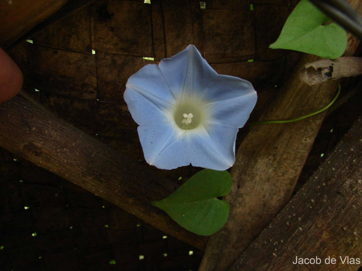 Ipomoea nil (L.) Roth